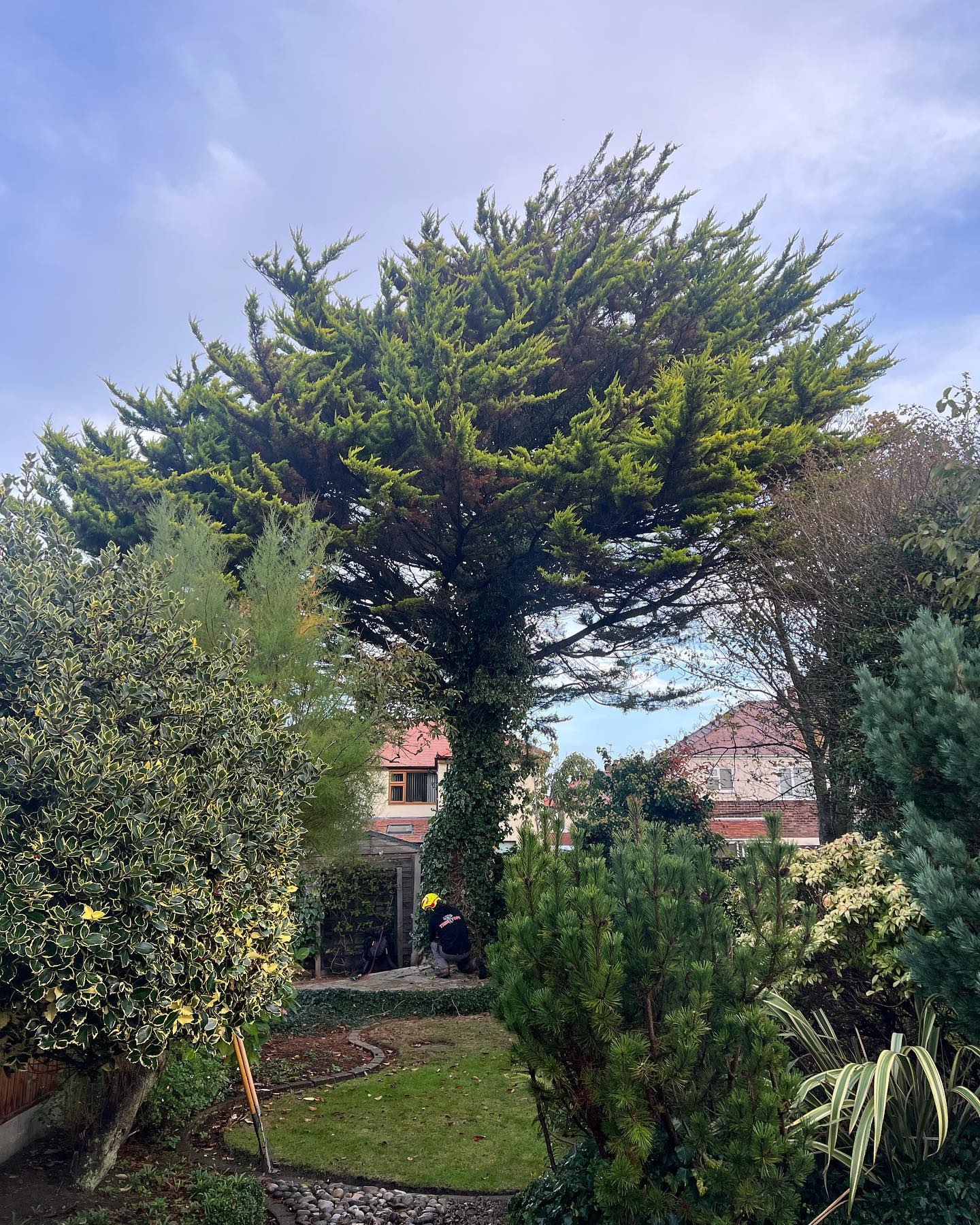 Common Reasons for Tree Removal Common Reasons for Tree Removal